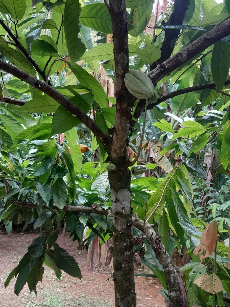 Cabinas Corcovado Green Parrot, Los Planes Drake Drake Bay Zewnętrze zdjęcie