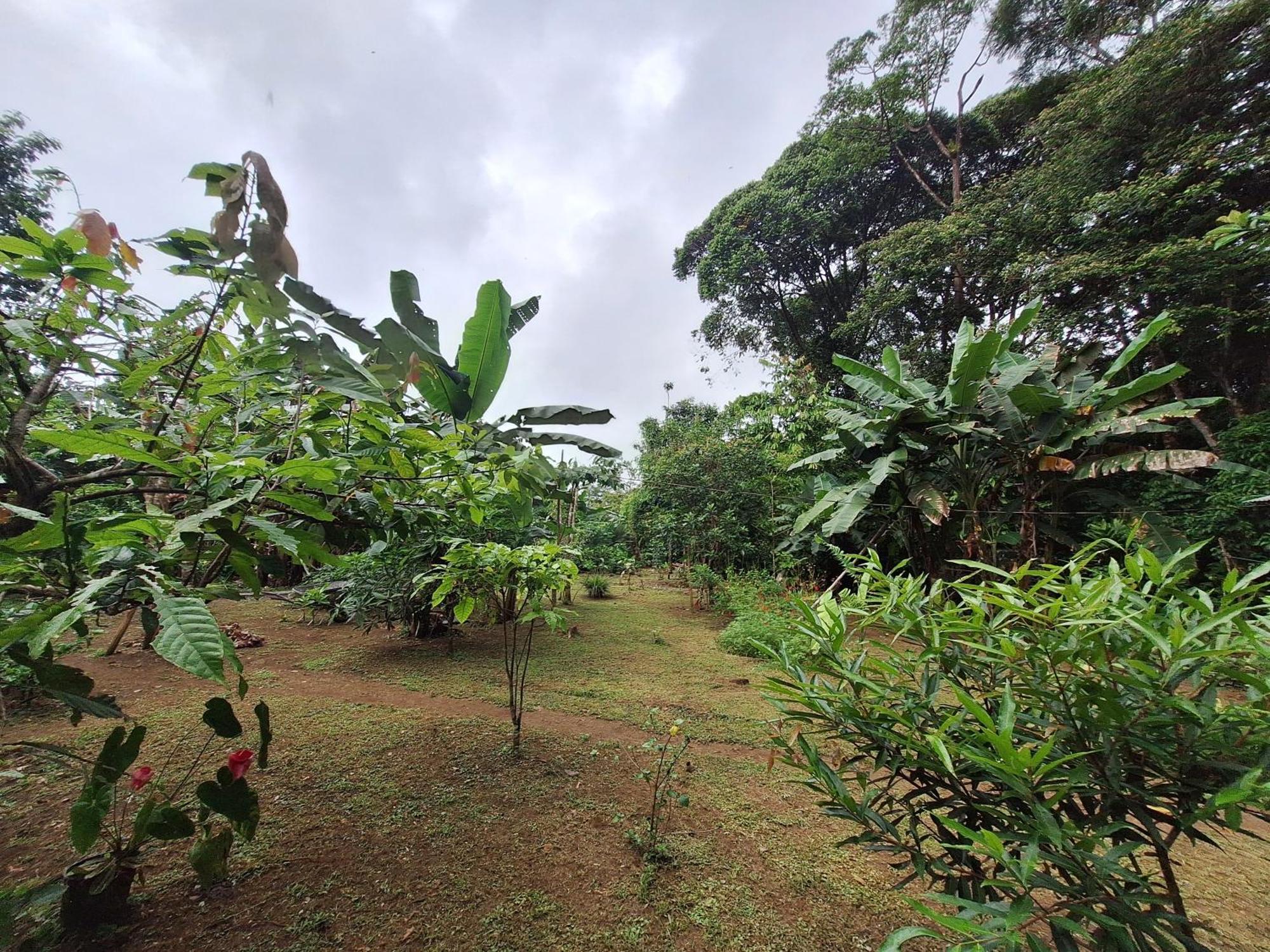 Cabinas Corcovado Green Parrot, Los Planes Drake Drake Bay Zewnętrze zdjęcie
